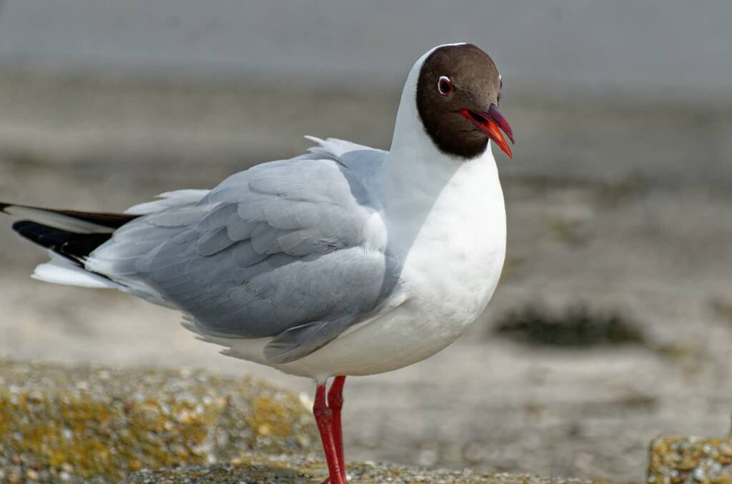 Ptasia grypa w Lubelskiem. Kilkaset martwych ptaków 1 black headed gull 6251245 1280 2023 05 11 152233