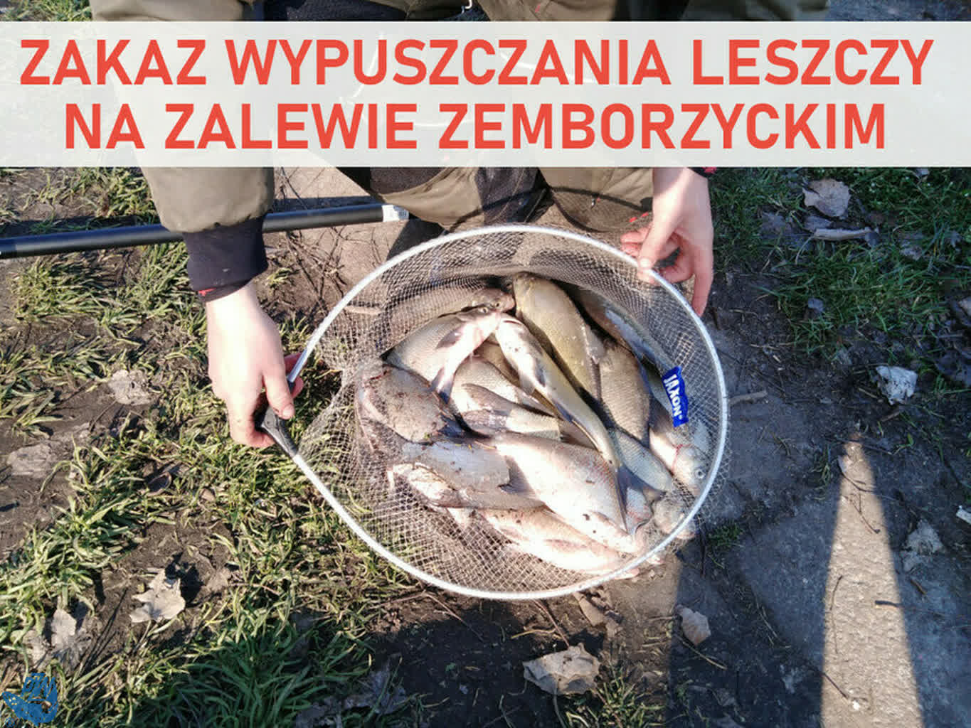Złowiłeś leszcza? Nie wypuszczaj go do Zalewu 2 leszcze_zakaz.jpg