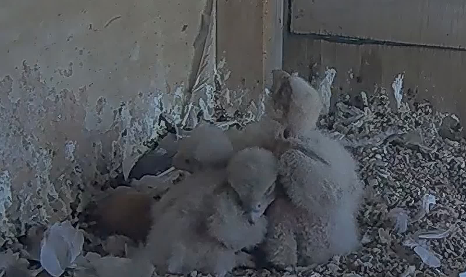 Lubelskie sokoły czekają na imiona 2 sokoły 8.jpg