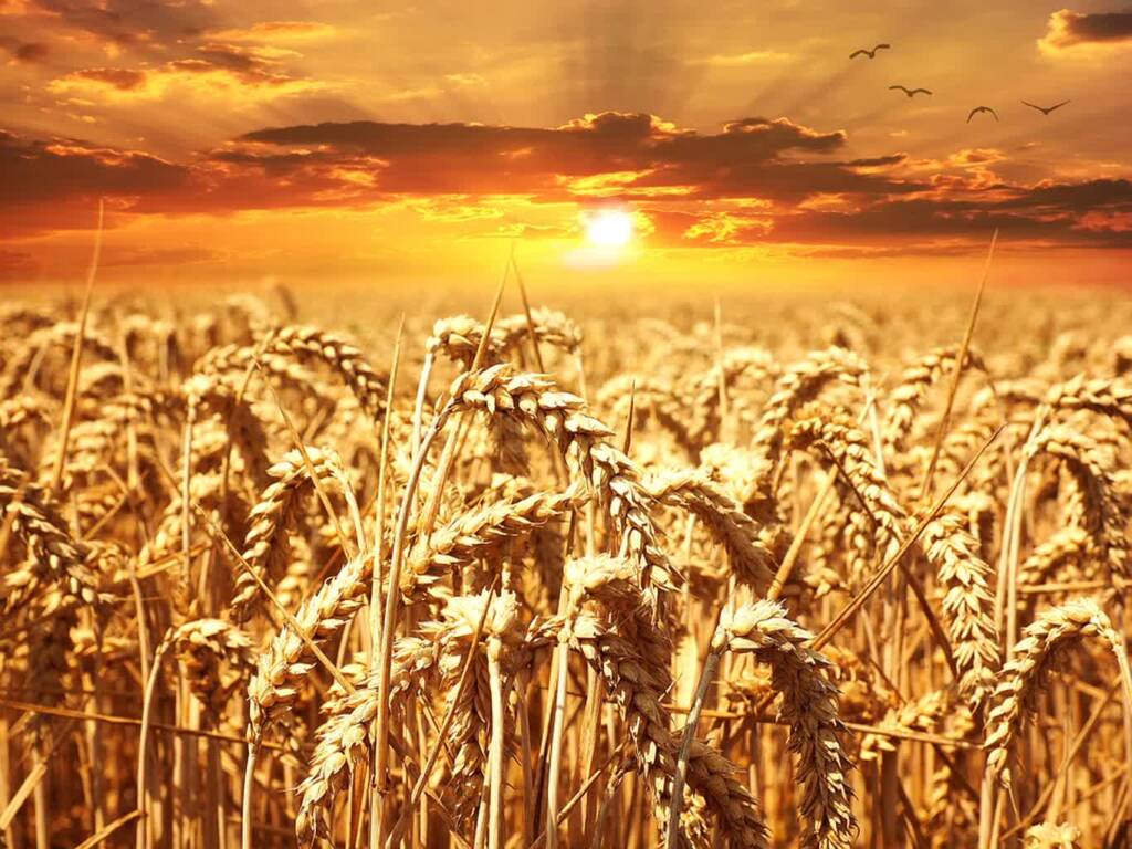 wheat 640960 960 720 2023 05 22 140902