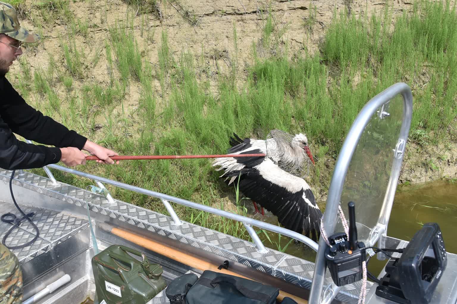 Pogranicznicy uratowali rannego bociana 3 12-237892_g.jpg