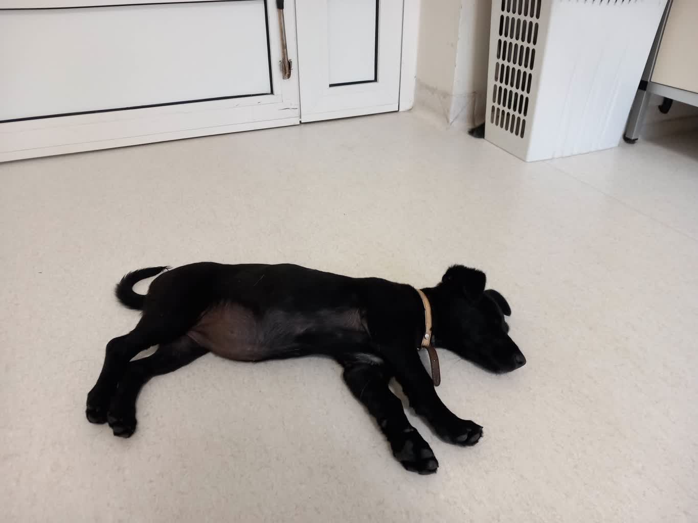 Zwierzęta maszynką do zarabiania pieniędzy. Reagujmy! 2 350942706_9282891505114098_8739982889316186642_n.jpg