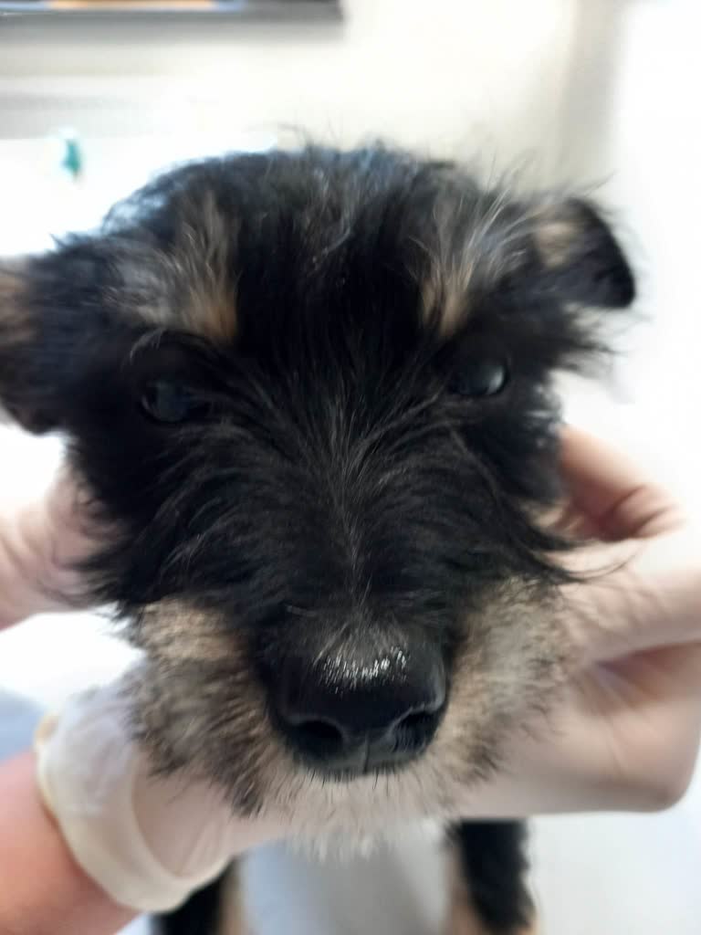 Zwierzęta maszynką do zarabiania pieniędzy. Reagujmy! 3 351438173_974241434028052_3371297545264912571_n.jpg