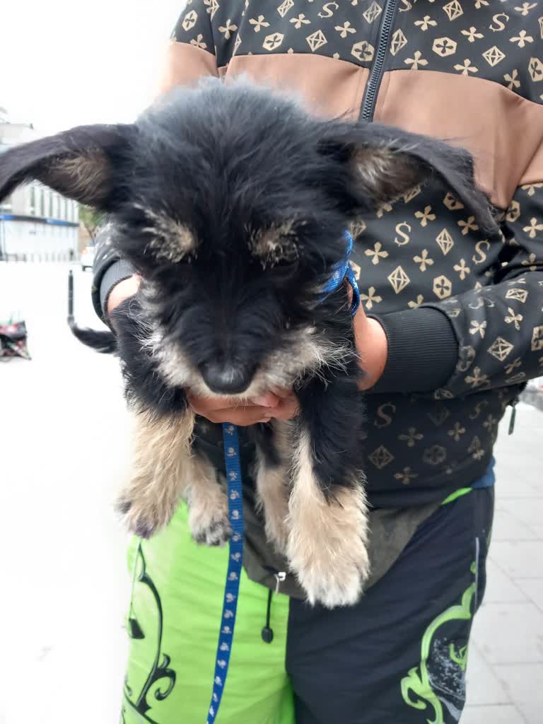 Zwierzęta maszynką do zarabiania pieniędzy. Reagujmy! 4 354069215_9786377721404348_8205361632004736571_n.jpg