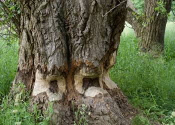 4f7acdb4 22a3 4c1d 8a66 6725de51144c 2023 06 11 093711