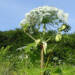 800px heracleum sosnowskyi kz13 2023 06 27 140717