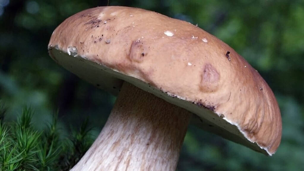 boletus edulis 2 2008 2023 06 27 203646