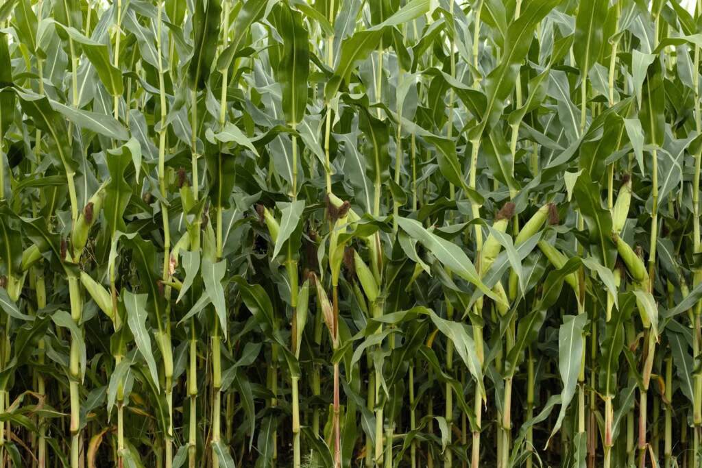 corn gcd278aa4d 1920 2022 08 02 230558 2023 06 15 135540