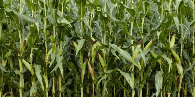 corn gcd278aa4d 1920 2022 08 02 230558 2023 06 15 135540