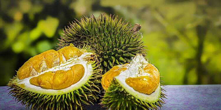 durian 3597242 1280 2023 06 21 141656