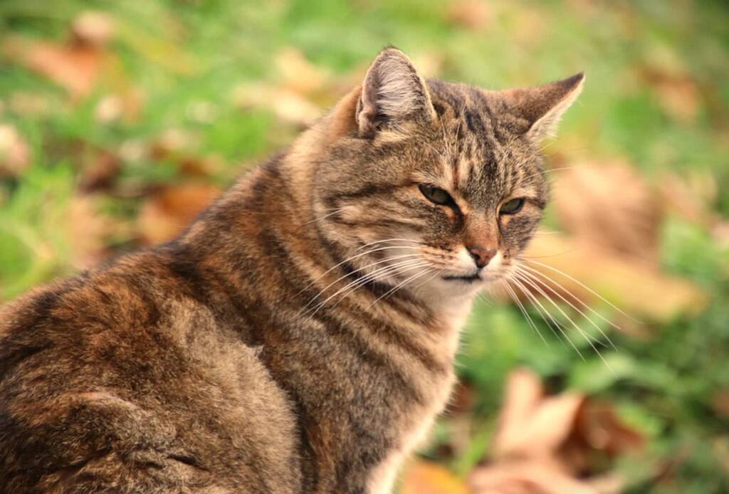 Wirus u padłych kotów. To grypa 1 kot 2023 06 23 155119