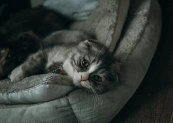 pexels tan danh 866496 2023 06 21 143820