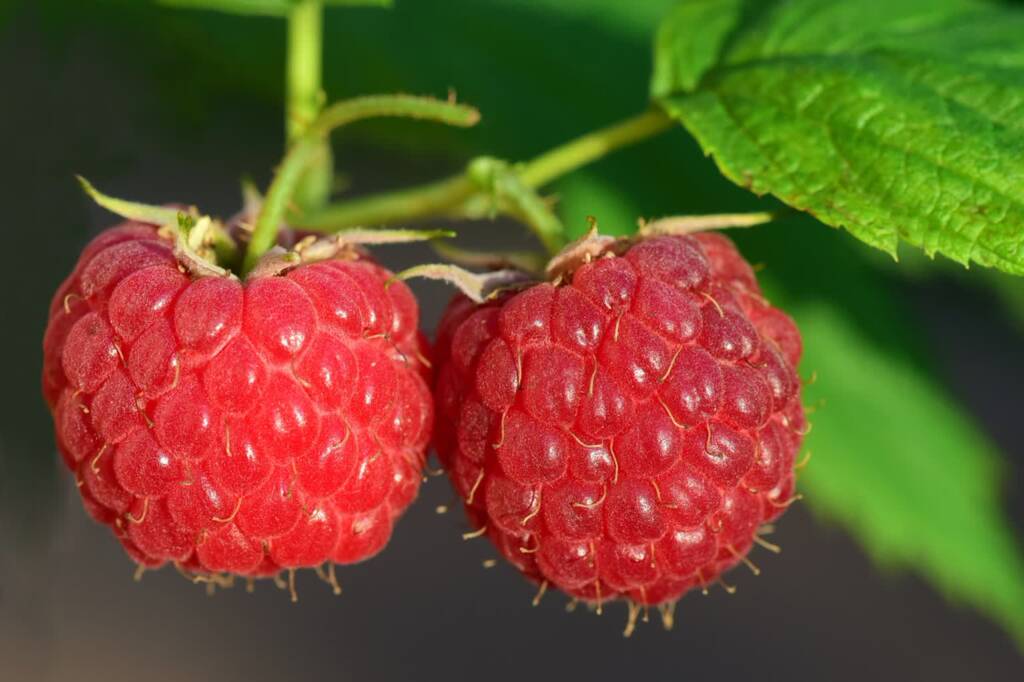 raspberries 3454504 1280 2023 06 30 172248