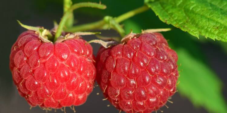 raspberries 3454504 1280 2023 06 30 173013