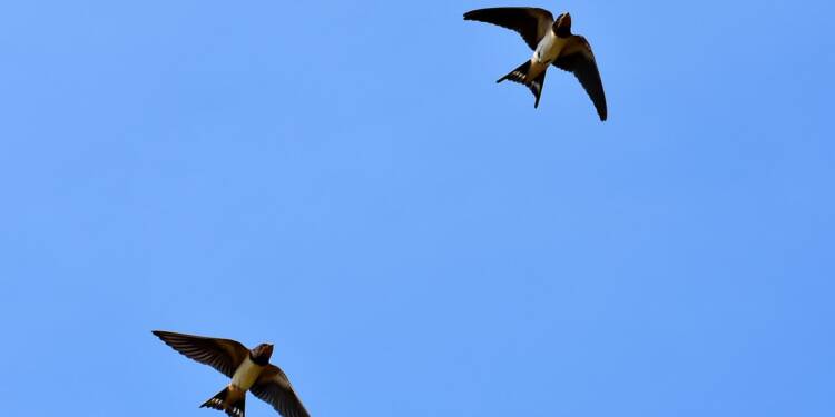 swallows 3850033 1280 2023 06 24 110404