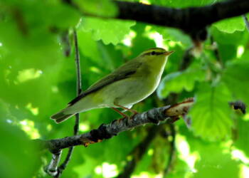 1280px phylloscopus sibilatrix barco reale 1 2023 07 08 092617