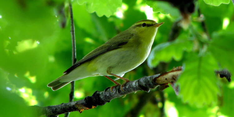 1280px phylloscopus sibilatrix barco reale 1 2023 07 08 092617