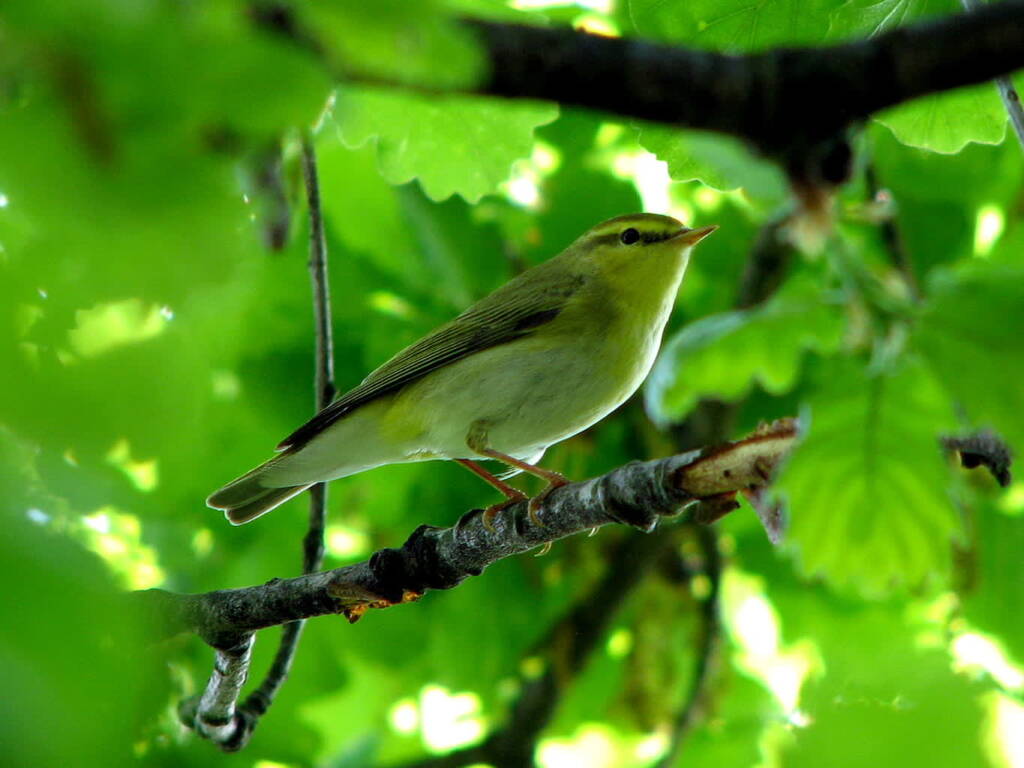 1280px phylloscopus sibilatrix barco reale 1 2023 07 15 115028