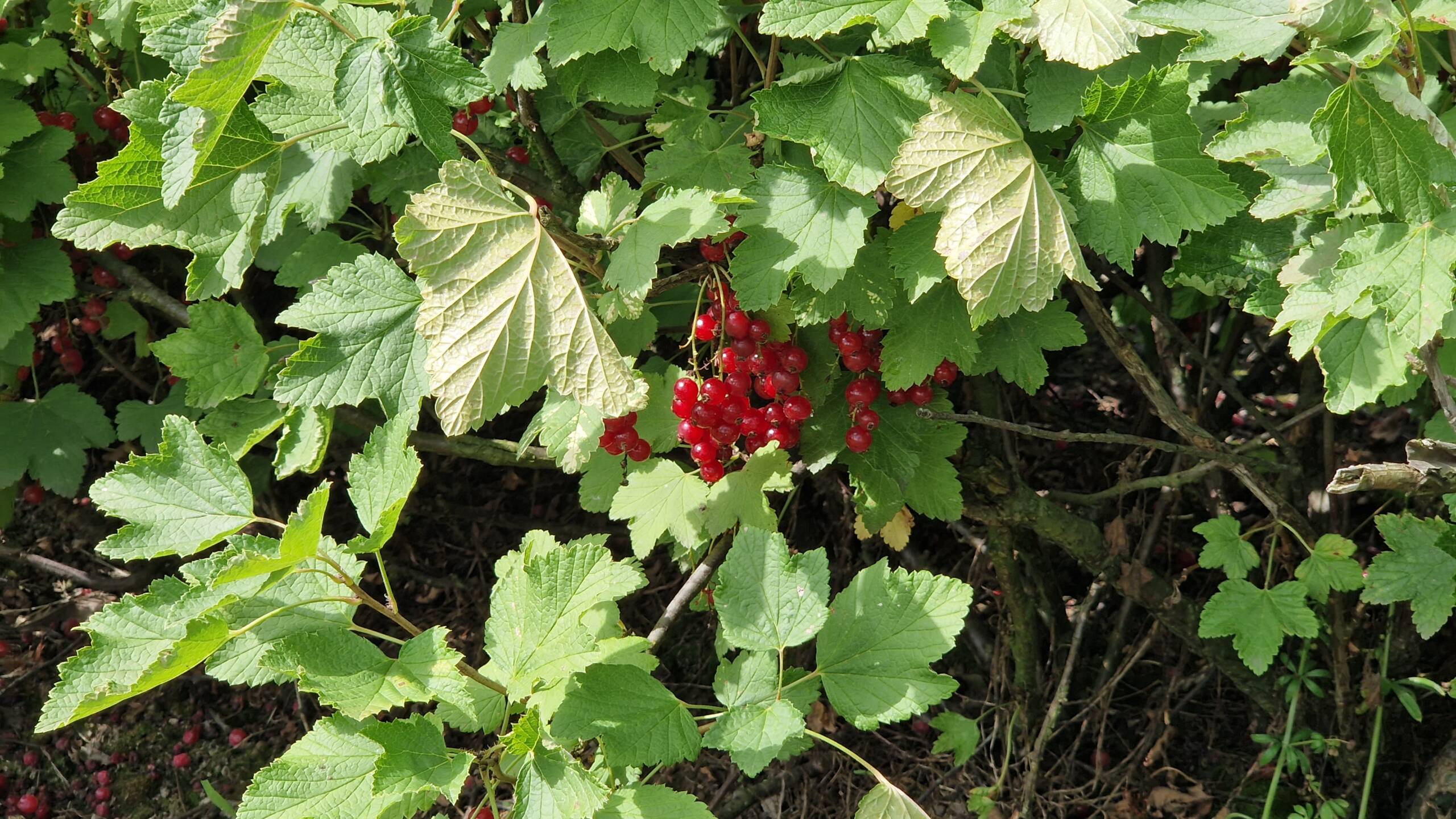 "Można rwać za darmo". Tłumy na plantacji porzeczek 2 20230726_101852.jpg