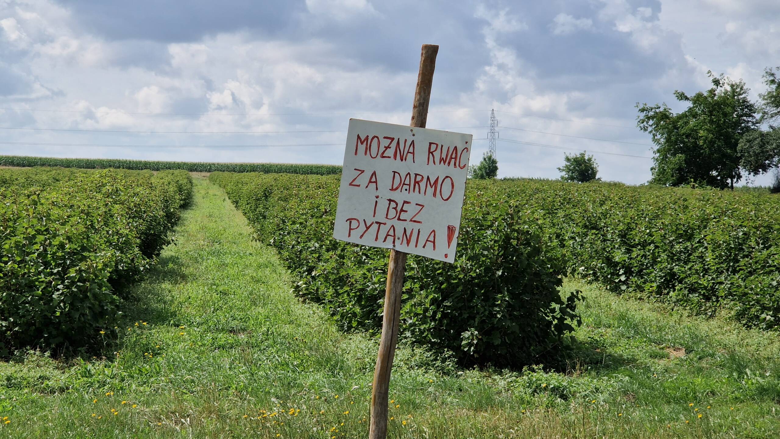 "Można rwać za darmo". Tłumy na plantacji porzeczek 3 20230726_105216.jpg