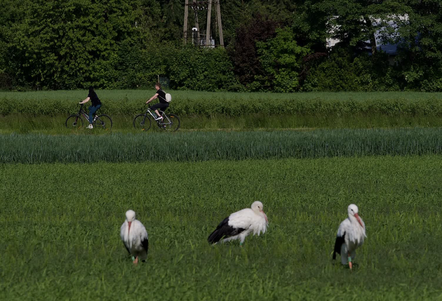 Ptaki mają mniej młodych z powodu ocieplania się klimatu 2 6474ad27-7347-4002-b1fd-6fe49fc8802b-2023-05-29-001839.jpg