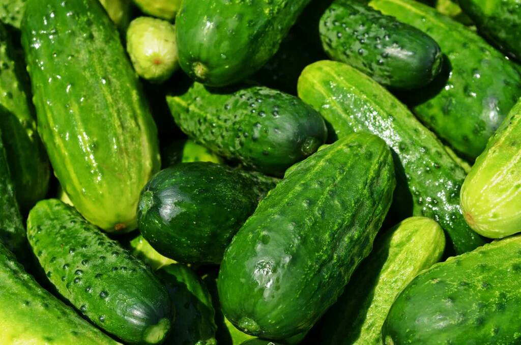 cucumbers gca4dbda1c 1280 2023 07 31 115415