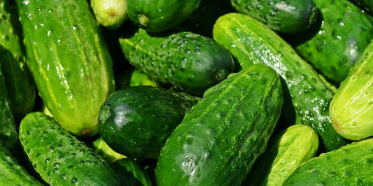 cucumbers gca4dbda1c 1280 2023 07 31 115415