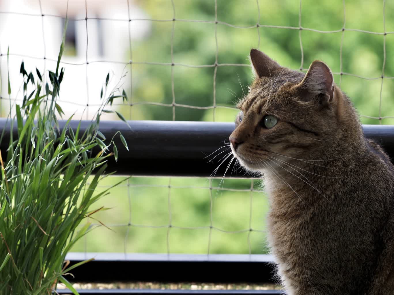 Prof. Stanisław Winiarczyk o ptasiej grypie u kotów: W ostatnich dniach liczba próbek zmalała 2 D6D591BC-C3CF-4205-A1EE-DE55029A6ECD.jpeg