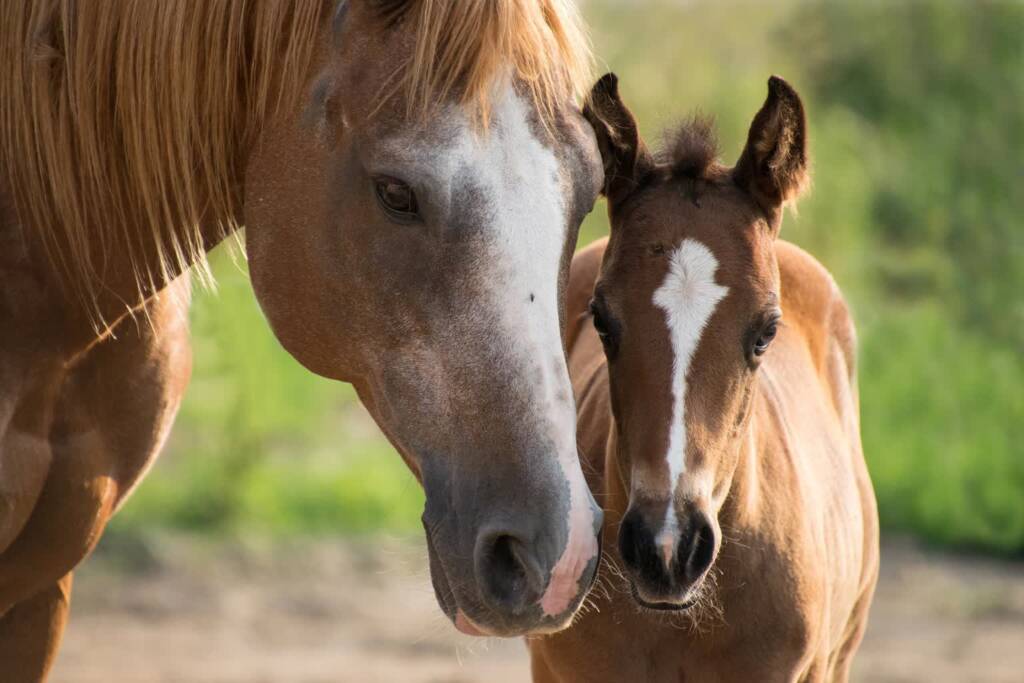 foal 3467629 1920 2022 07 17 094437 2023 07 15 092938