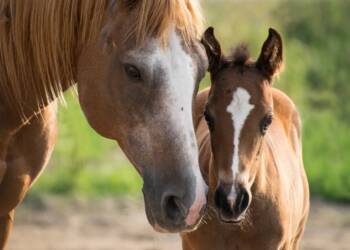 foal 3467629 1920 2022 07 17 094437 2023 07 15 092938