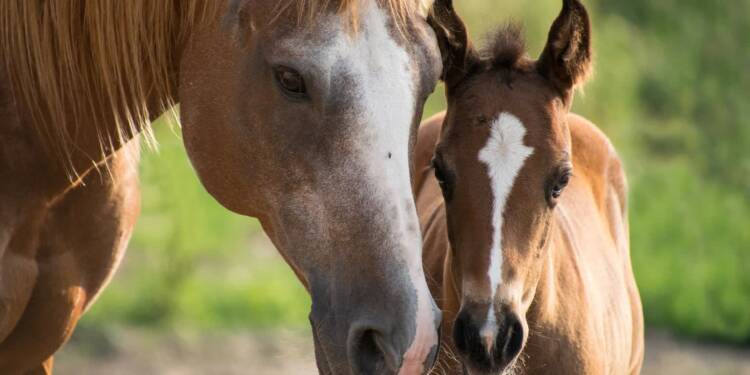 foal 3467629 1920 2022 07 17 094437 2023 07 15 092938