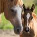 foal 3467629 1920 2022 07 17 094437 2023 07 15 092938