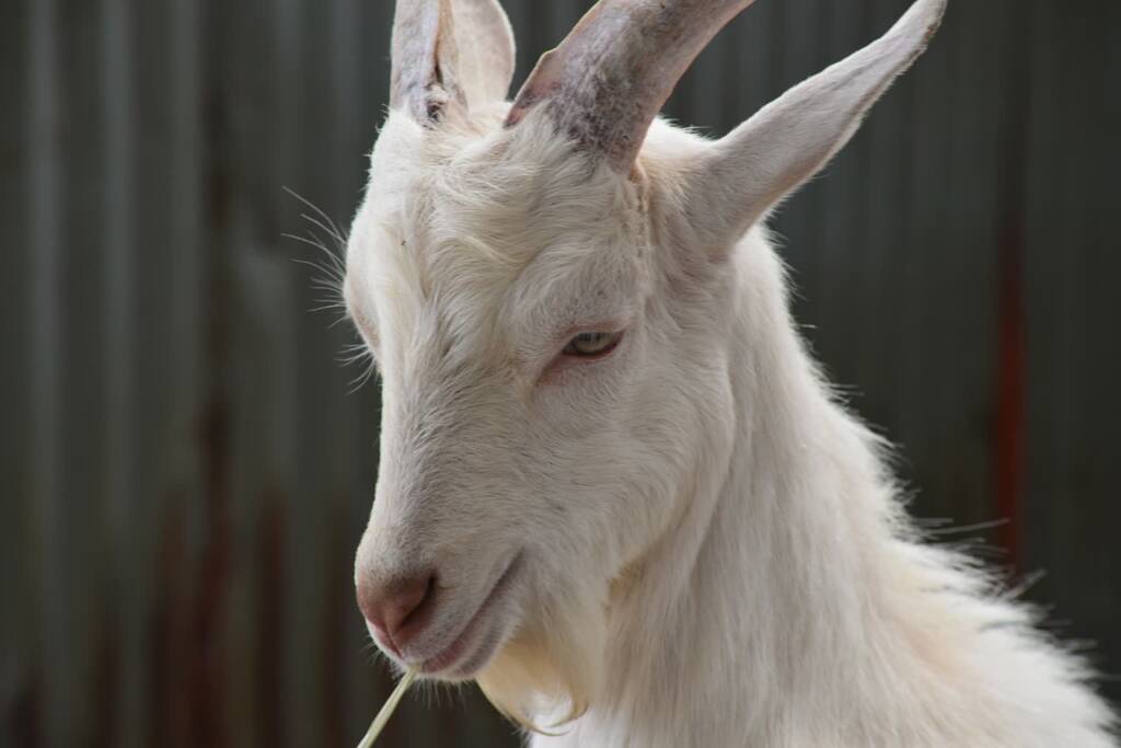 goat 8071658 1280 2023 07 04 201348