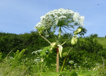 heracleum sosnowskyi kz13 2023 07 06 212006 2023 07 25 142734