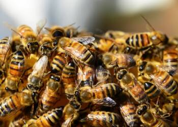 honey bees 326334 960 720 2023 07 14 150235