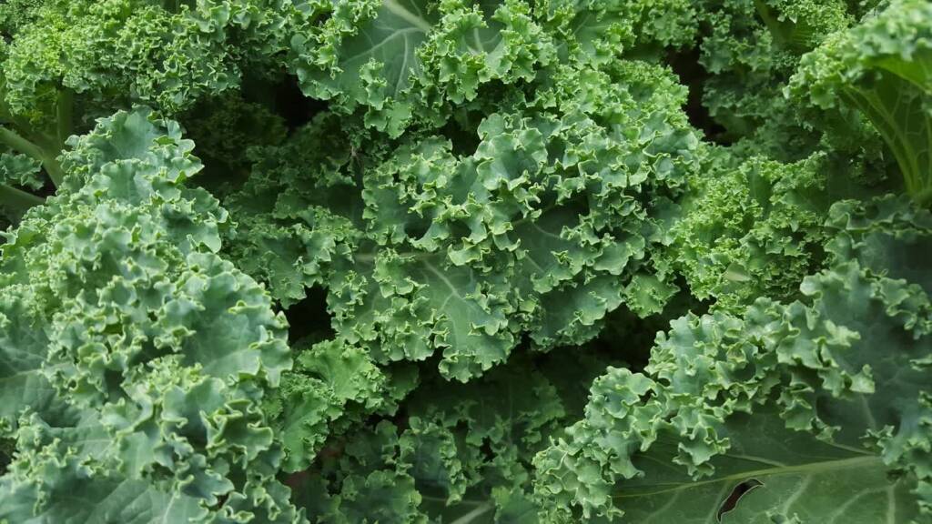 kale 852033 1920 2021 04 19 100745 2023 07 24 125200