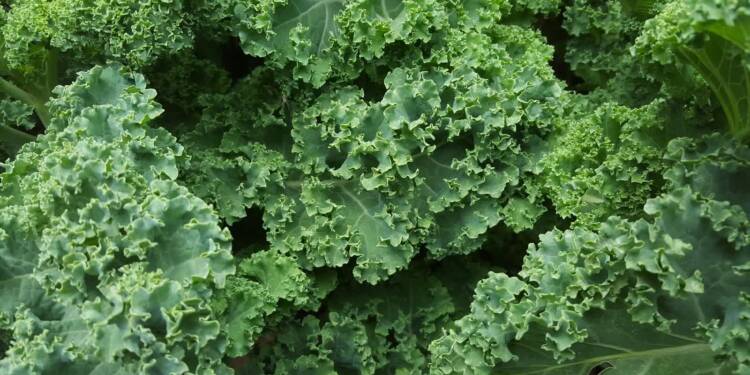 kale 852033 1920 2021 04 19 100745 2023 07 24 125200