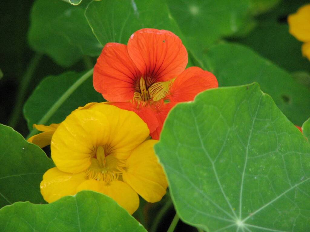 nasturtium 455654 960 720 1 2023 07 25 103222