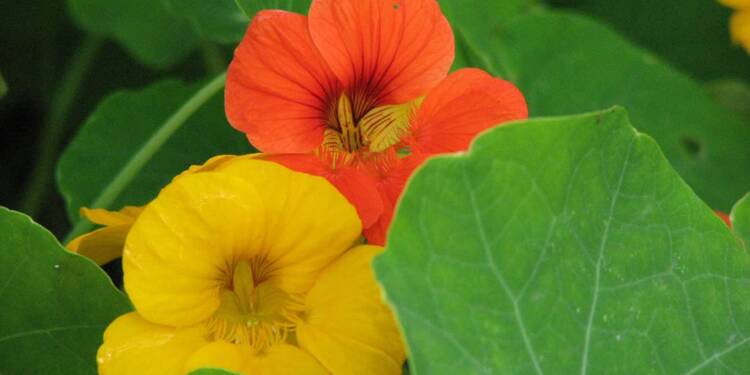 nasturtium 455654 960 720 1 2023 07 25 103222