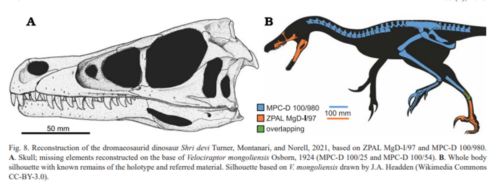 "Bezgłowy" dinozaur, odnaleziony przez polską ekspedycję, odzyskał czaszkę 3 screen2.PNG