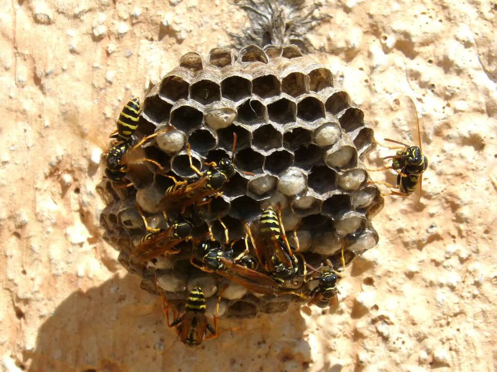 wasps nest 2515173 1280 2023 07 26 171544