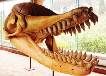 1024px livyatan melvillei skull 2023 08 03 214824