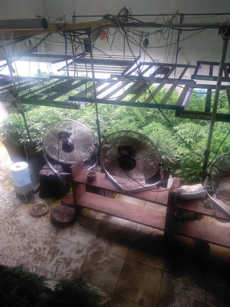 Specjalistyczna plantacja w domu. Trzech mężczyzn zatrzymanych 2 350-225742.jpg