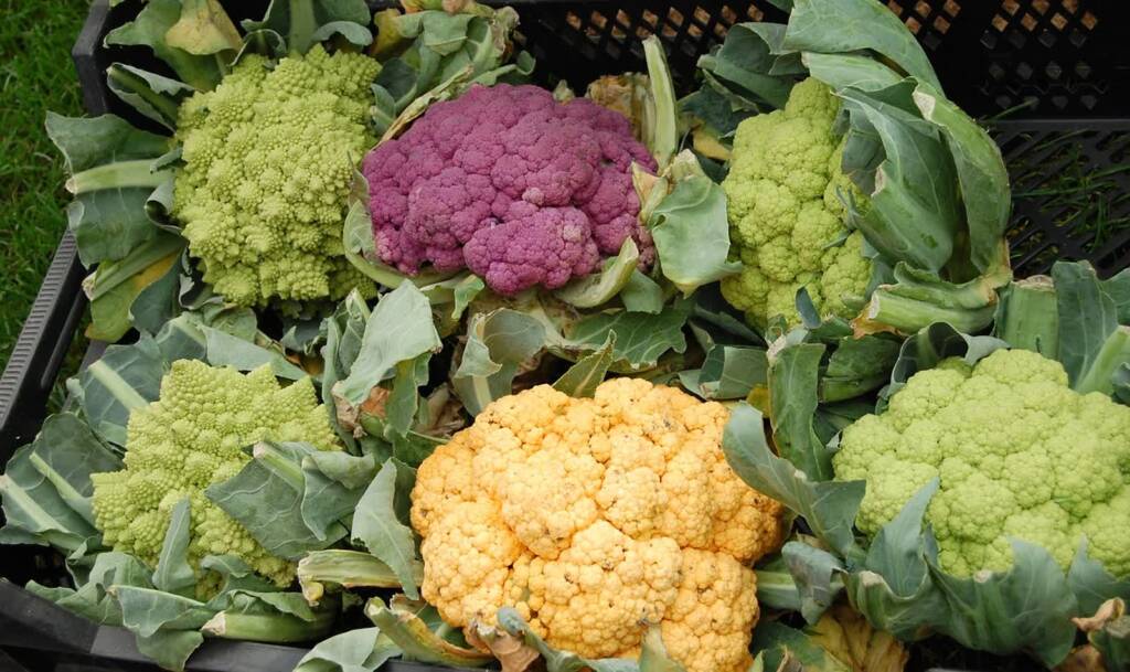 cauliflower 59097 1280 2023 08 22 181045