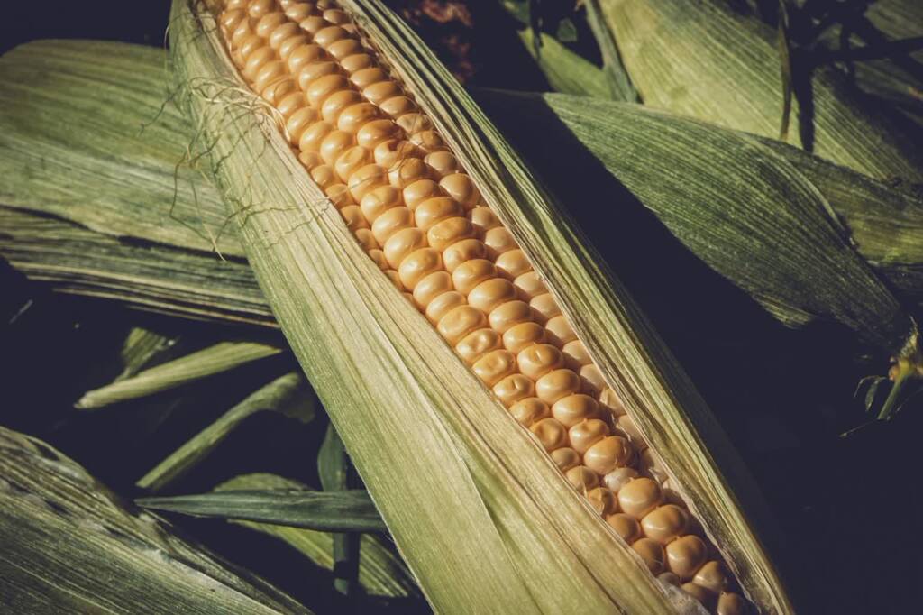 corn 3705687 1280 2023 08 25 200309