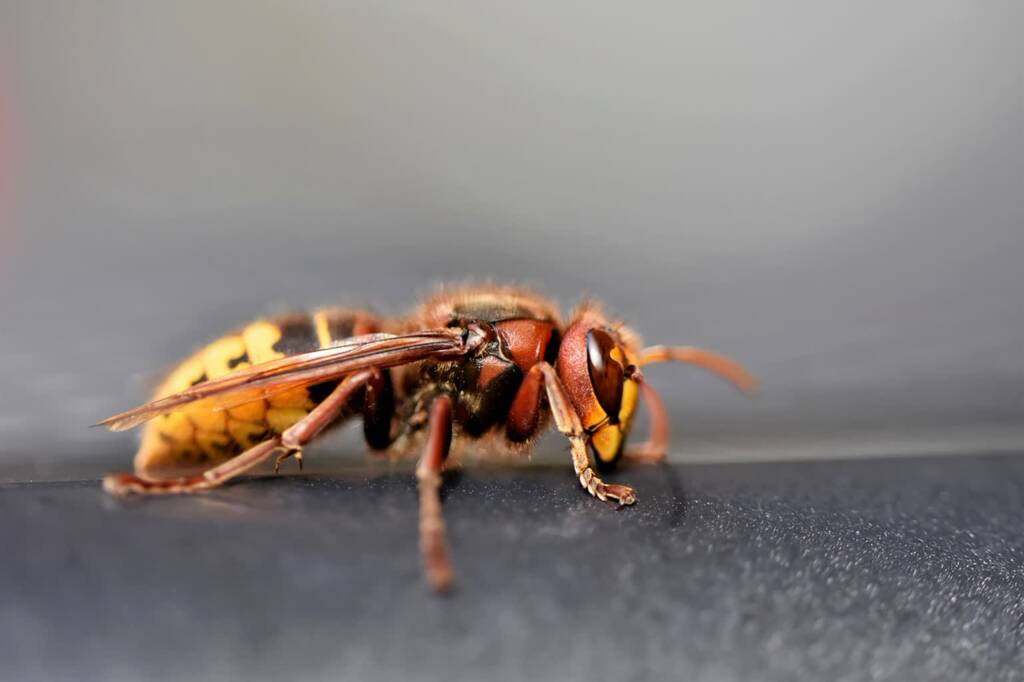 european hornet 7439863 1280 2023 08 18 184217