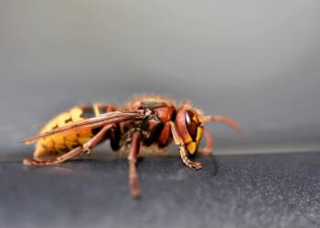 european hornet 7439863 1280 2023 08 18 184217