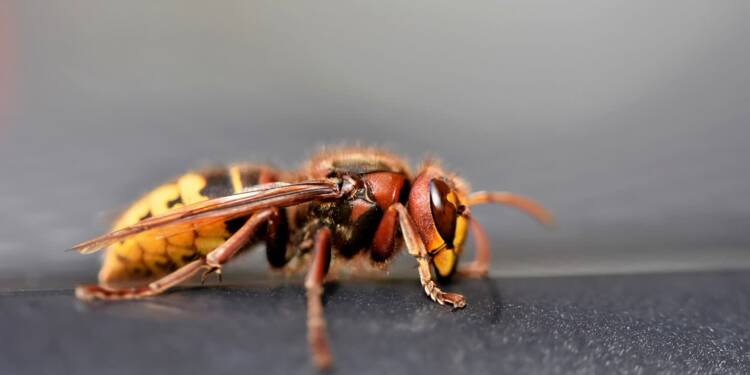 european hornet 7439863 1280 2023 08 18 184217