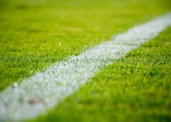 grass 2616911 1920 2023 08 20 203339