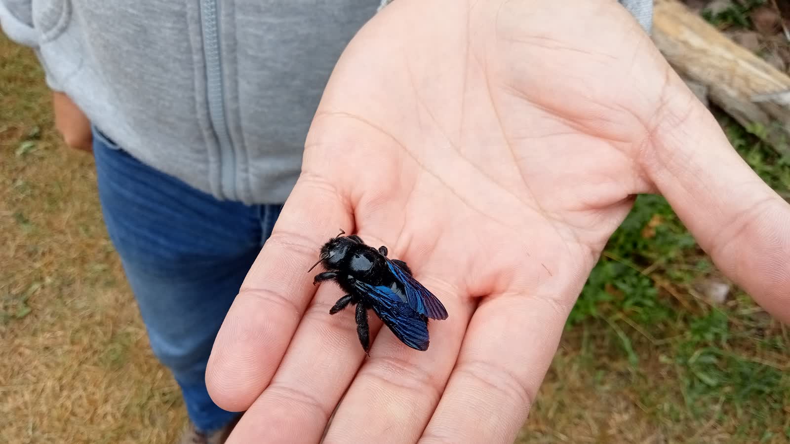 Jedyne takie miejsce w Polsce. Ogromna pszczoła pod obserwacją 2 IMG20230720123909.jpg